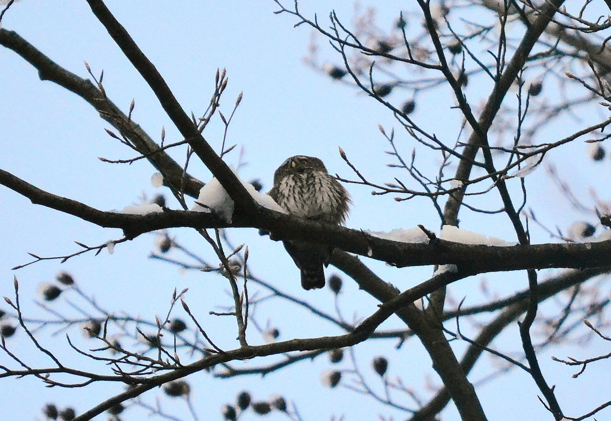Eurasian Pygmy-Owl - ML539845061