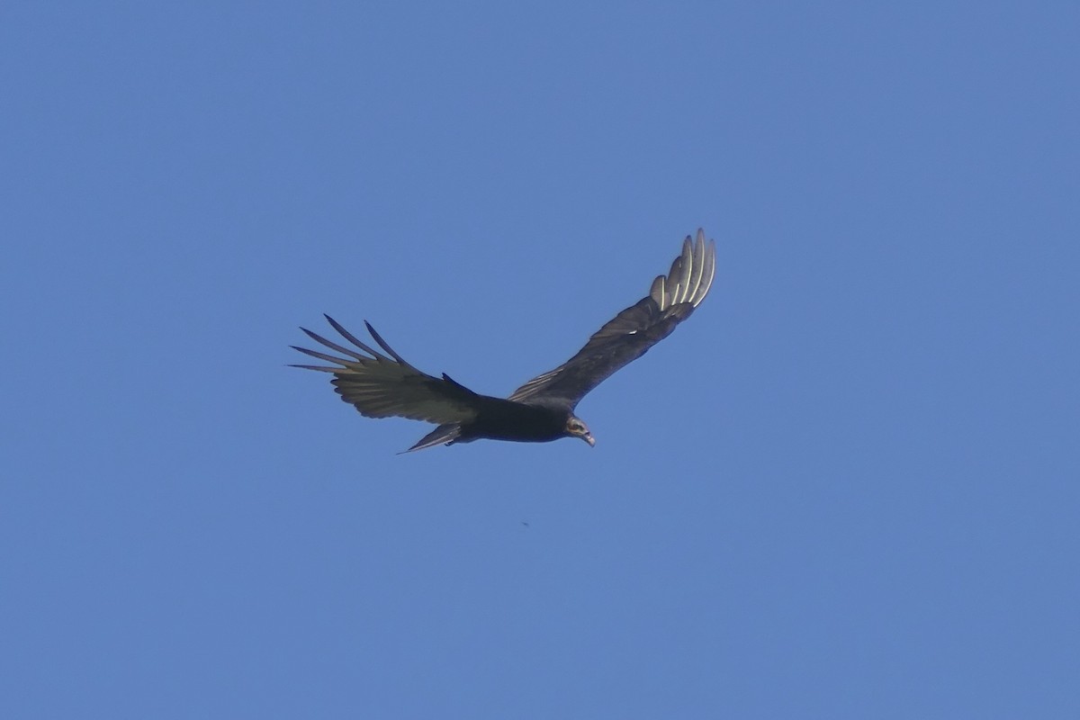 Lesser Yellow-headed Vulture - ML539852341