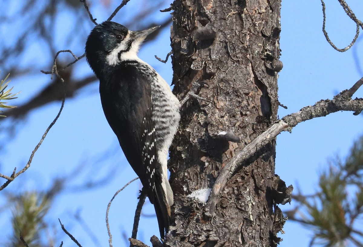 Black-backed Woodpecker - ML539853971