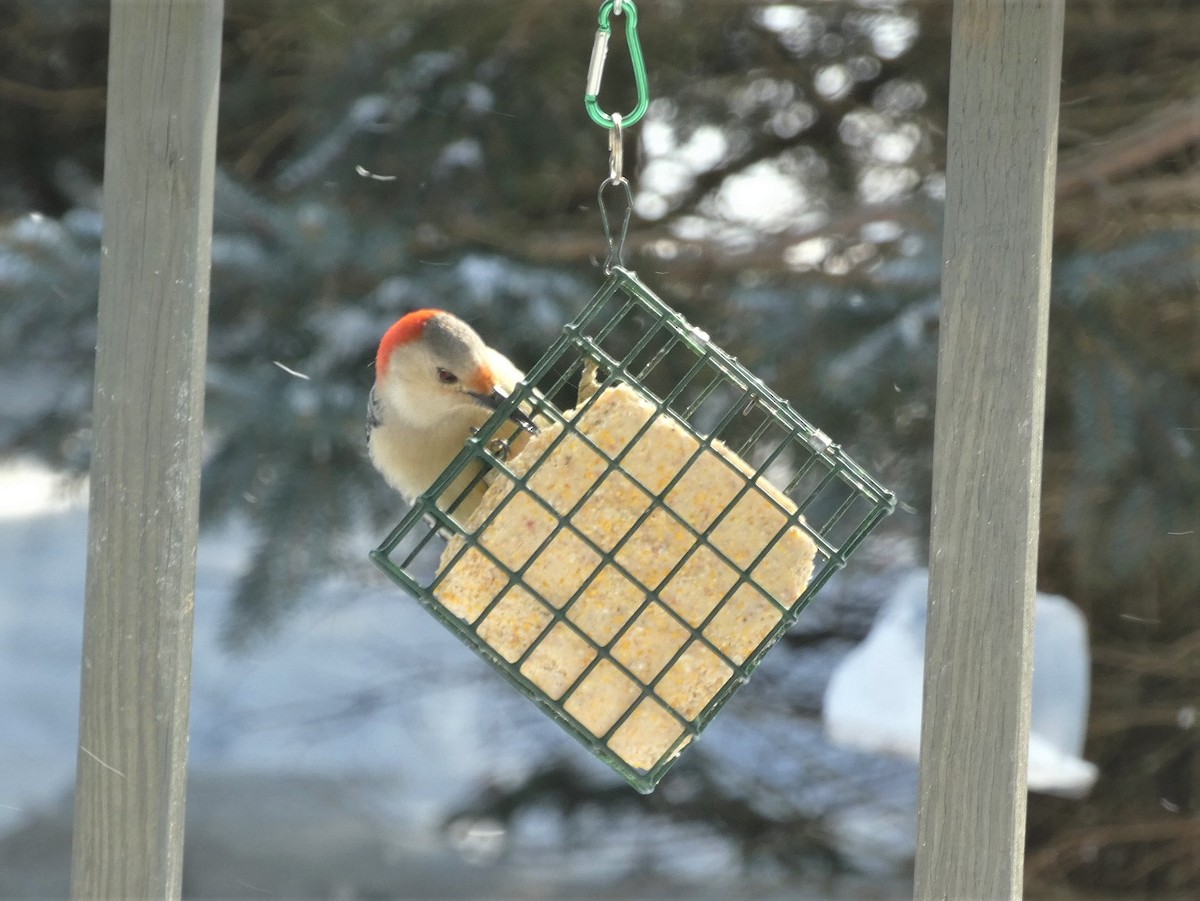 Red-bellied Woodpecker - ML539856071
