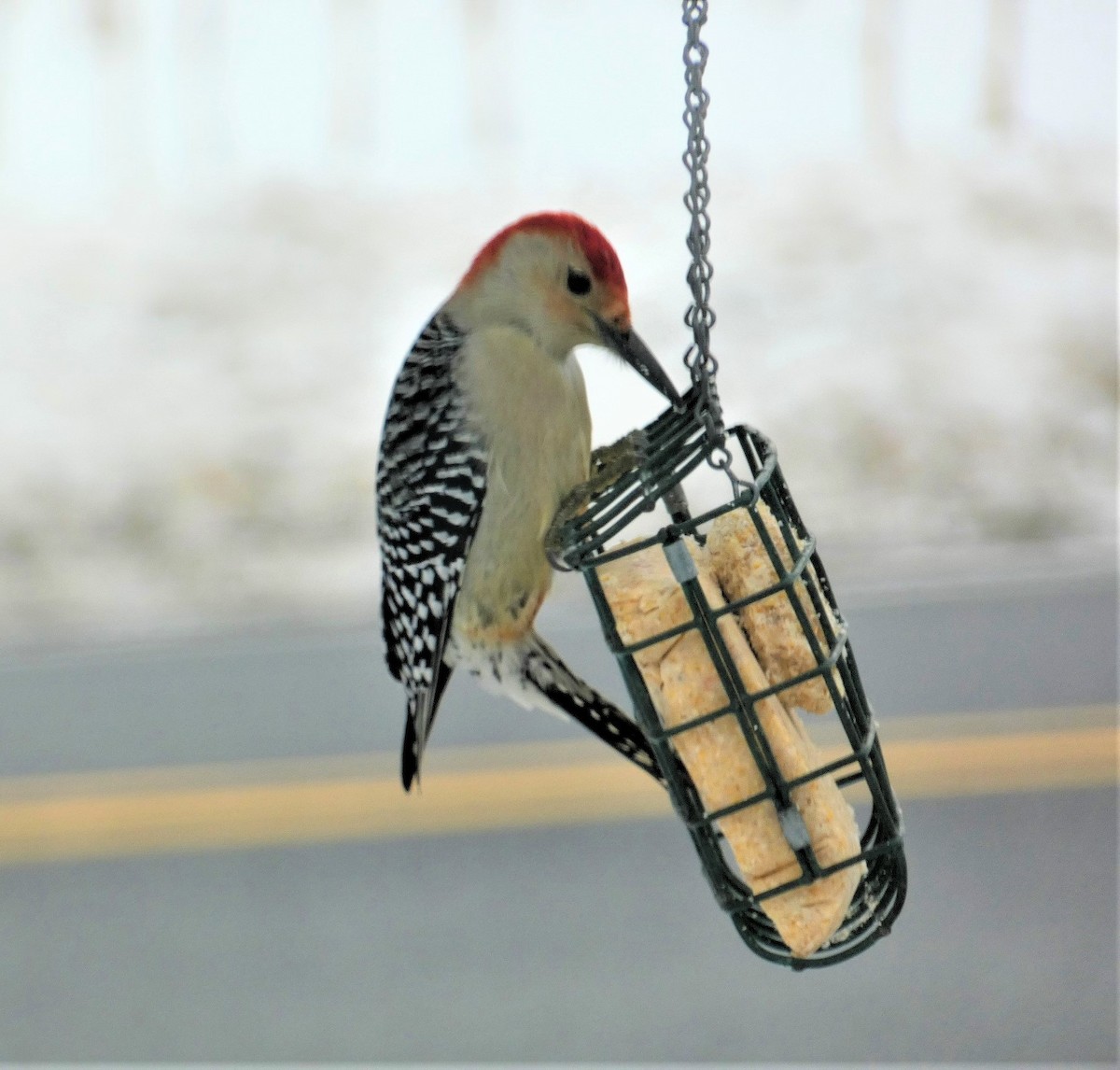 Red-bellied Woodpecker - ML539856261