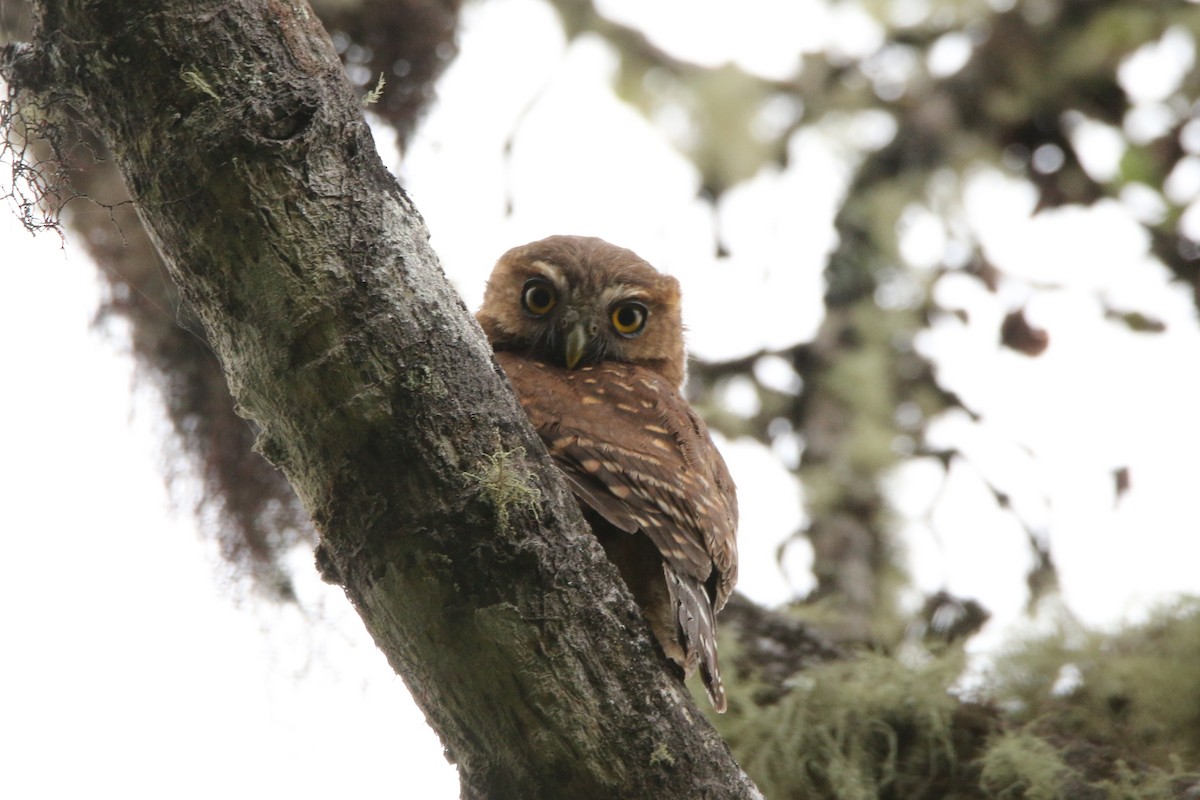 Andean Pygmy-Owl - ML53986551