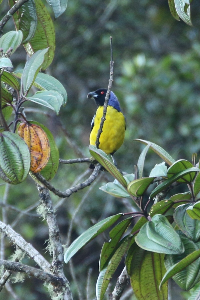 Hooded Mountain Tanager - ML53987441