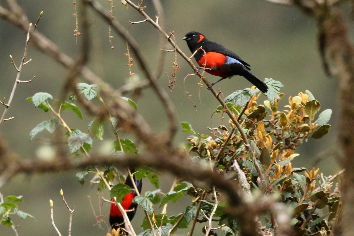 Scarlet-bellied Mountain Tanager - ML53987801