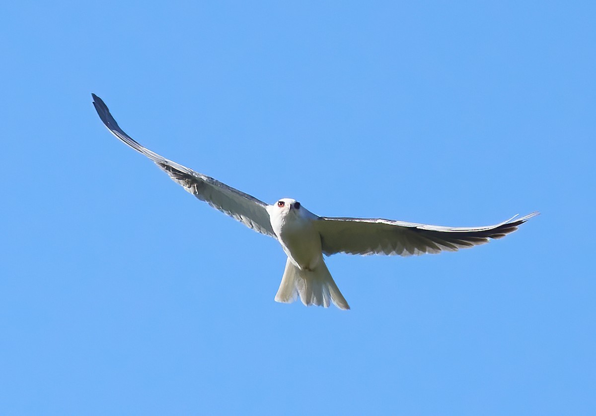 White-tailed Kite - ML539881481