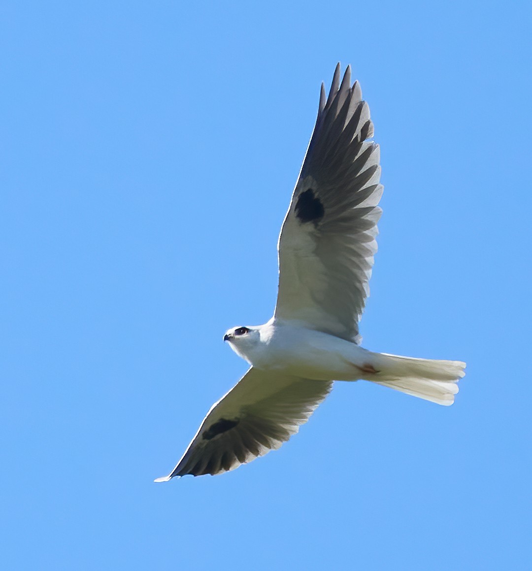 White-tailed Kite - ML539881511