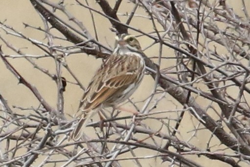 Savannah Sparrow - ML539884631