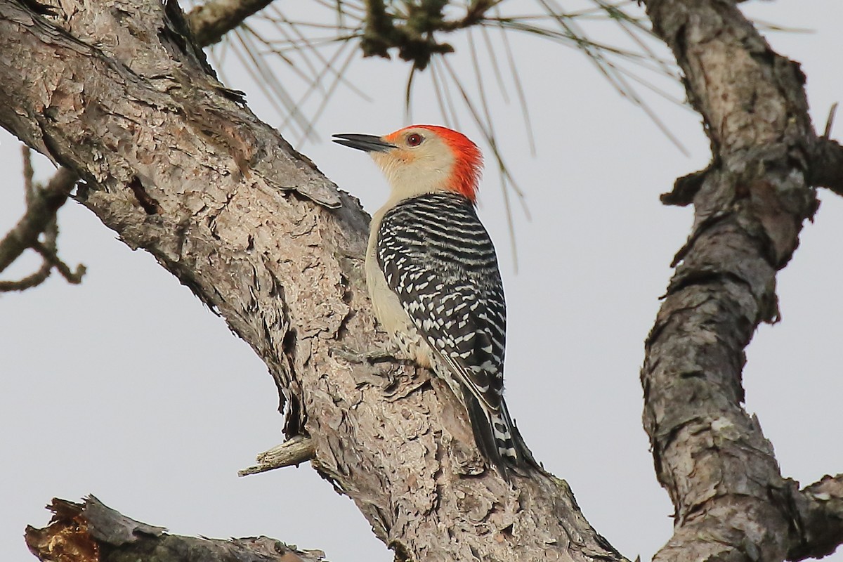 Red-bellied Woodpecker - ML539886151