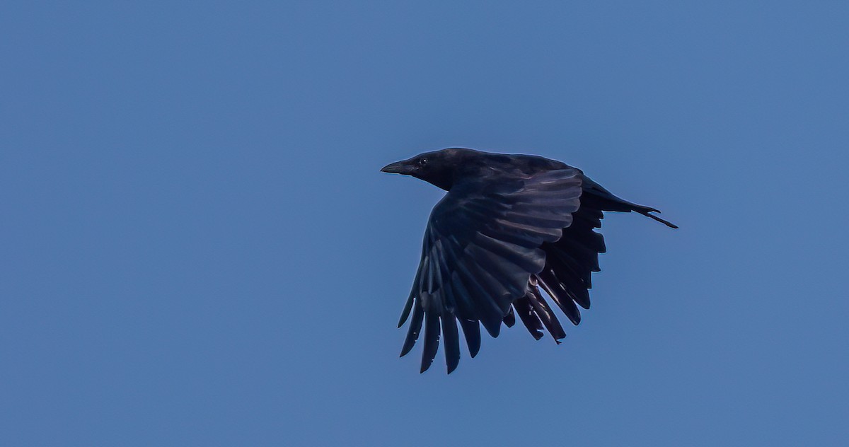 Carrion Crow - Francisco Pires