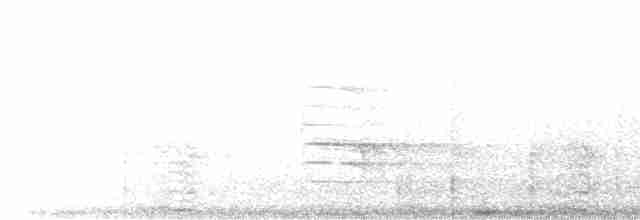 hvitbrynsvartspett - ML539892