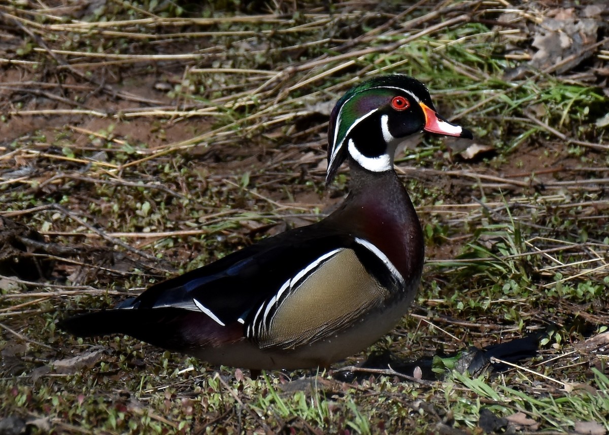 Wood Duck - Don Carbaugh