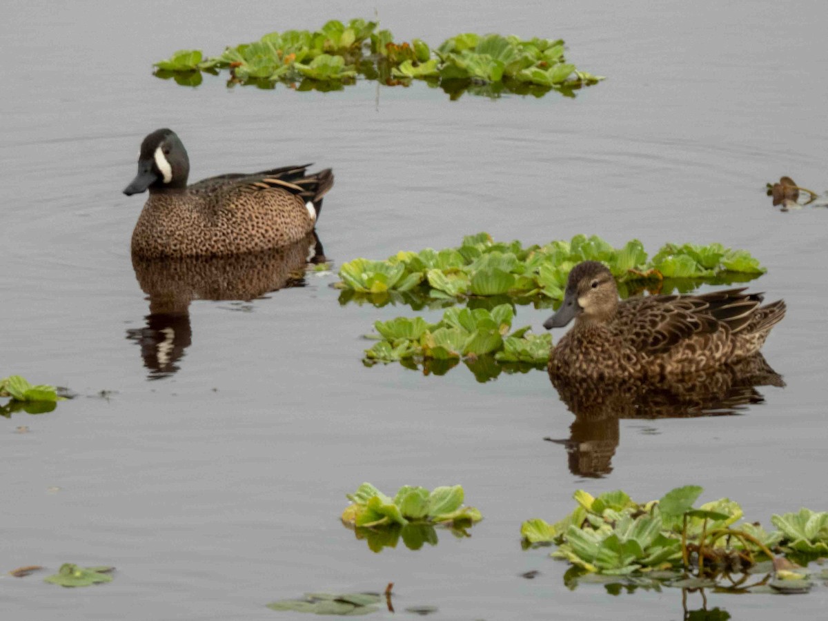 Blue-winged Teal - ML539896571