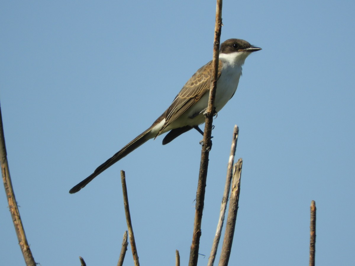 Fork-tailed Flycatcher - Silvia Enggist