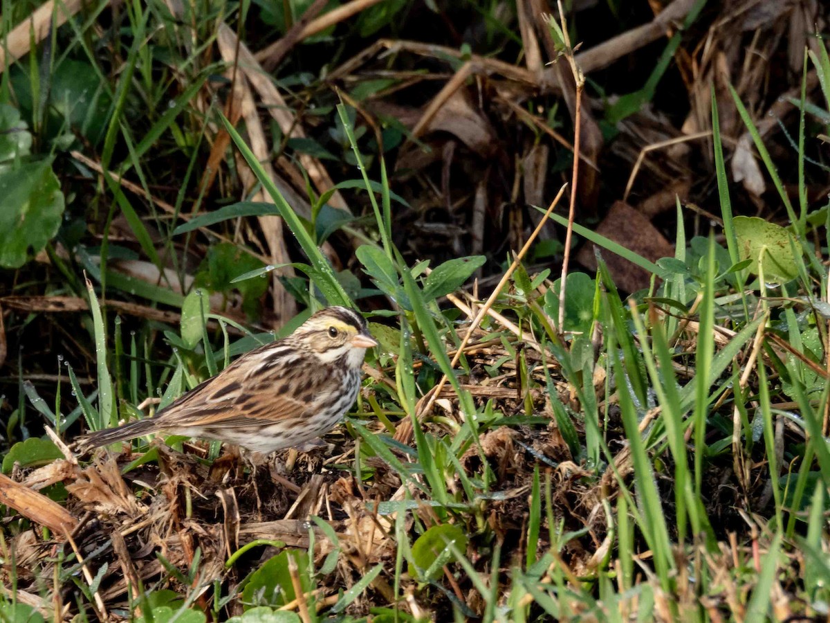 Savannah Sparrow - ML539900121