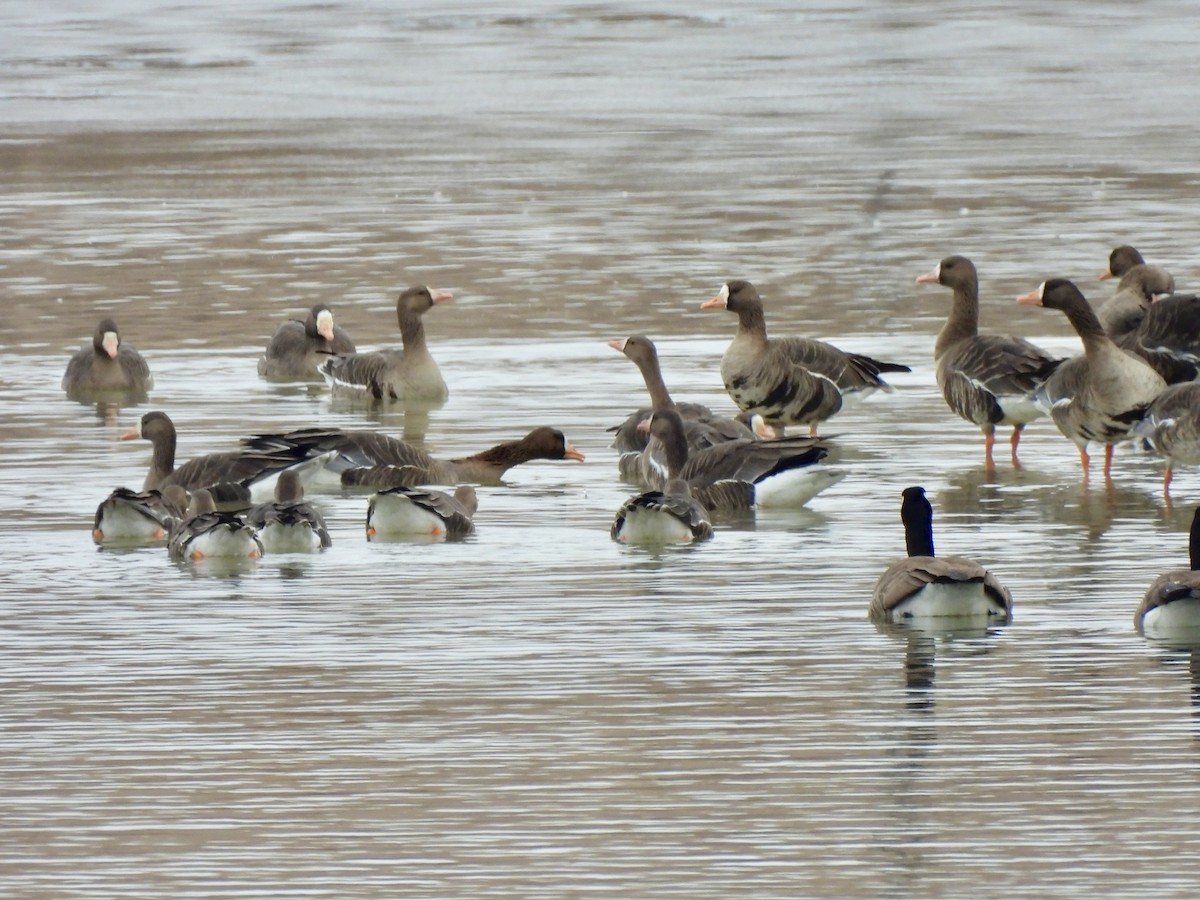 Greater White-fronted Goose - ML539903671