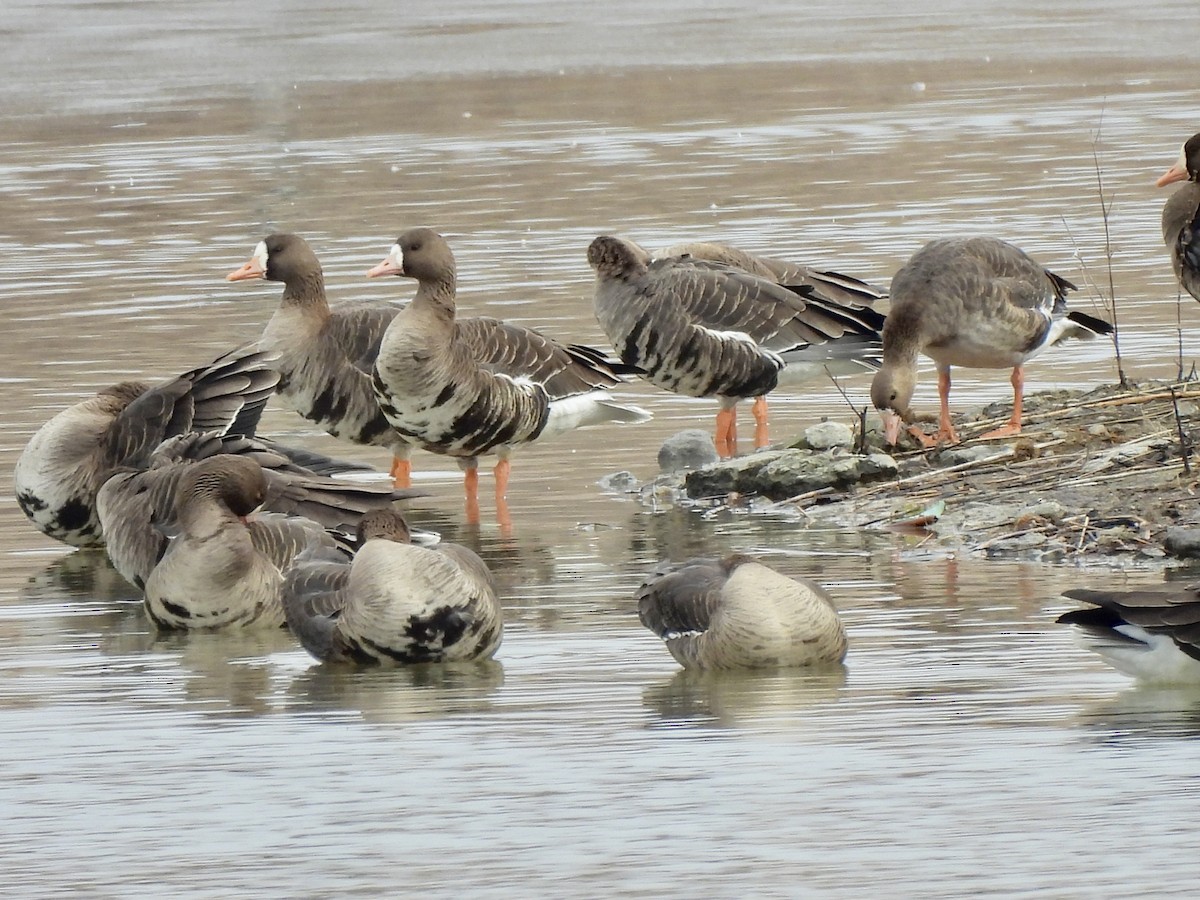 Greater White-fronted Goose - ML539903681