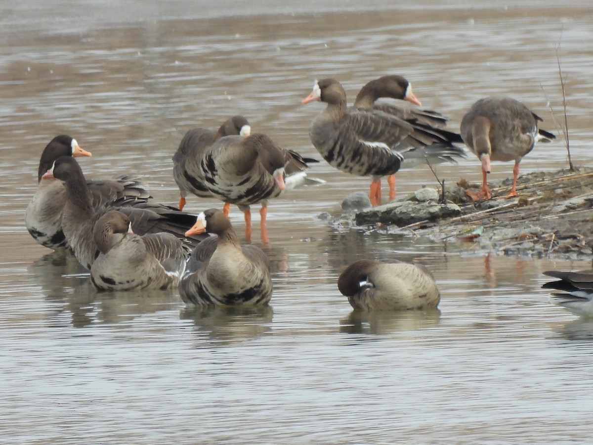 Greater White-fronted Goose - ML539903691