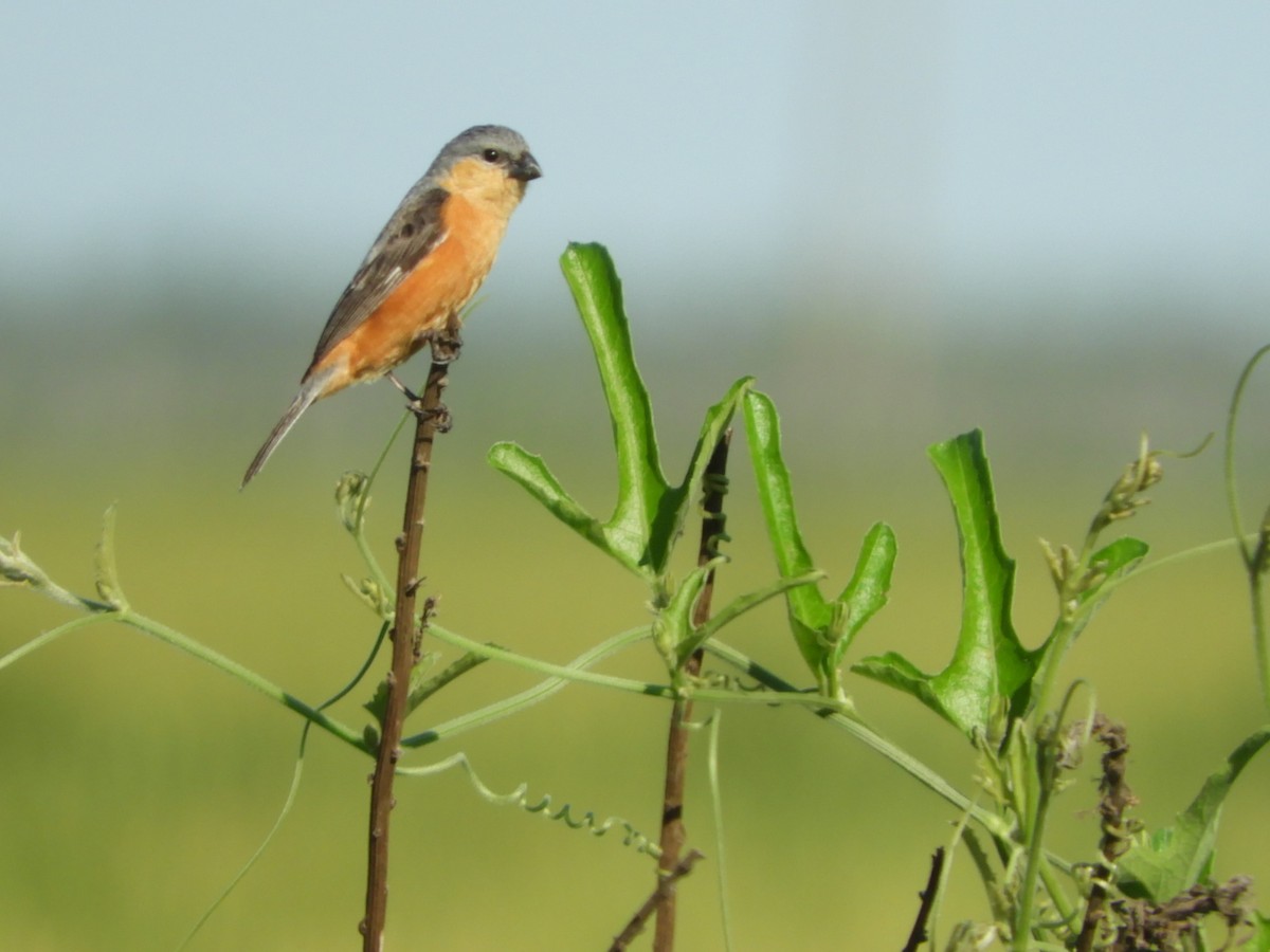 Tawny-bellied Seedeater - ML539904471