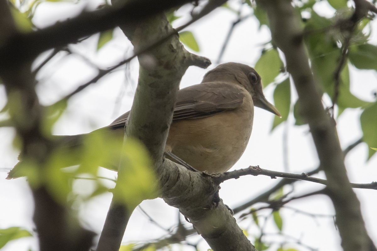 Clay-colored Thrush - ML539905251