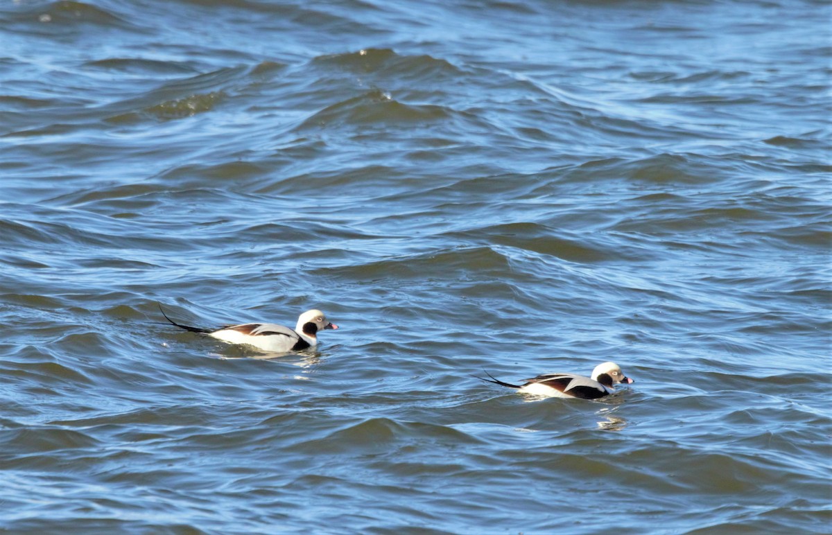 Long-tailed Duck - ML539909931