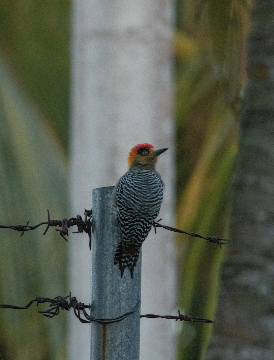 Golden-cheeked Woodpecker - ML539912281