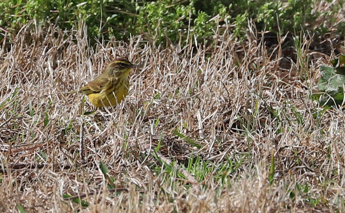 Palm Warbler (Yellow) - ML539913051