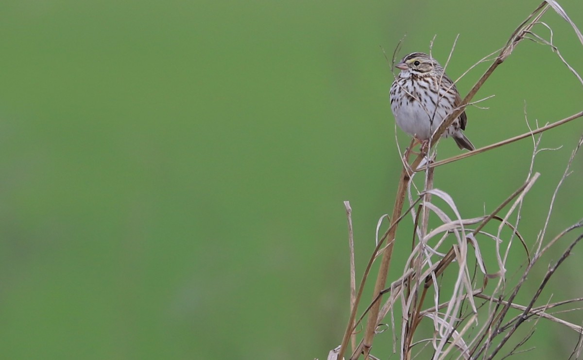Savannah Sparrow (Savannah) - ML539913291