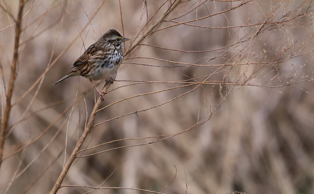 Savannah Sparrow (Savannah) - ML539913341
