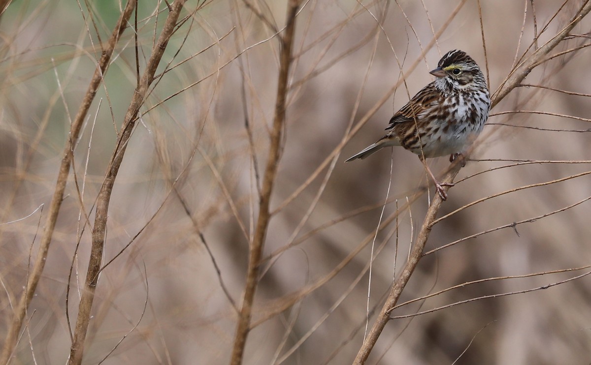 Savannah Sparrow (Savannah) - ML539913431