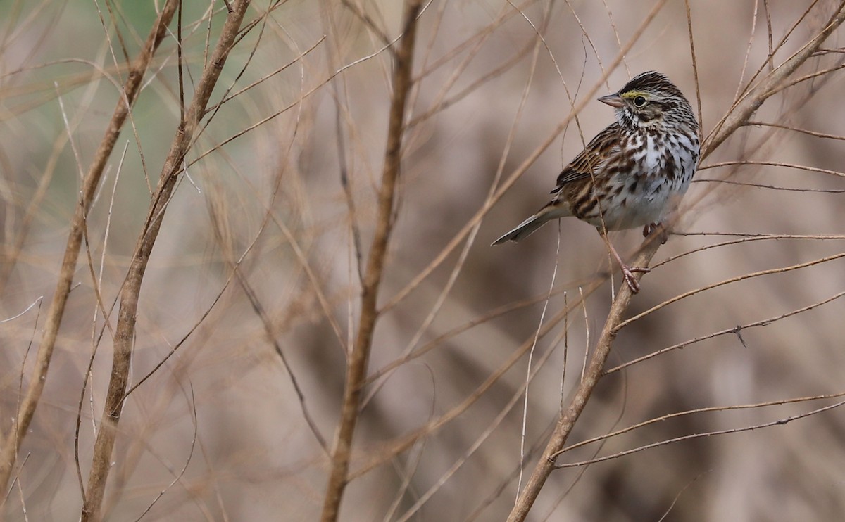 Savannah Sparrow (Savannah) - ML539913541