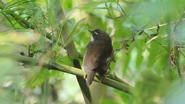 White-browed Tapaculo - ML539922731