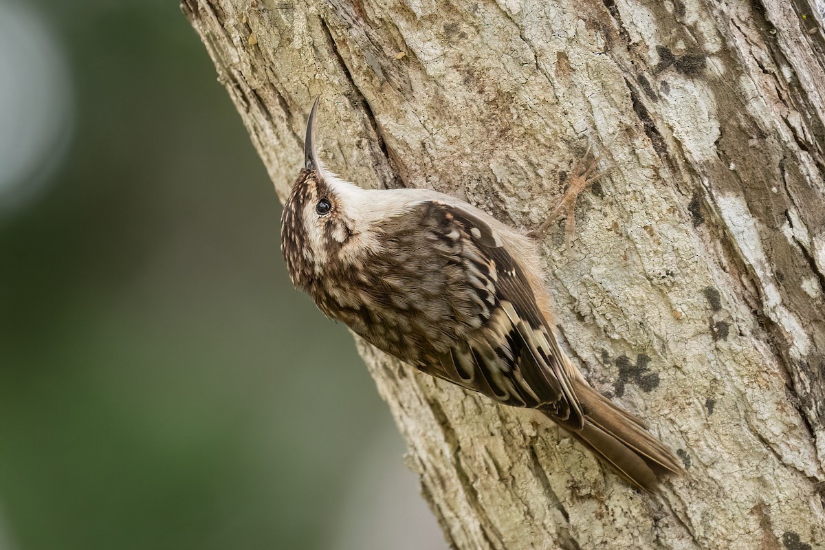 Brown Creeper (occidentalis Group) - ML539925891