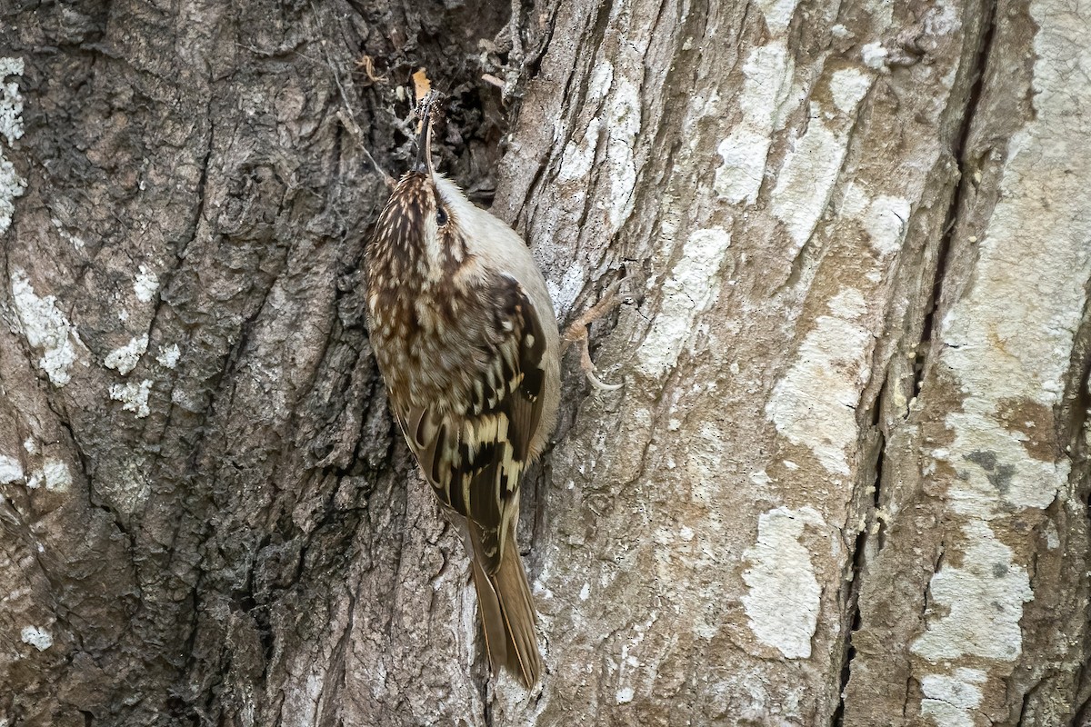 Brown Creeper (occidentalis Group) - ML539925921