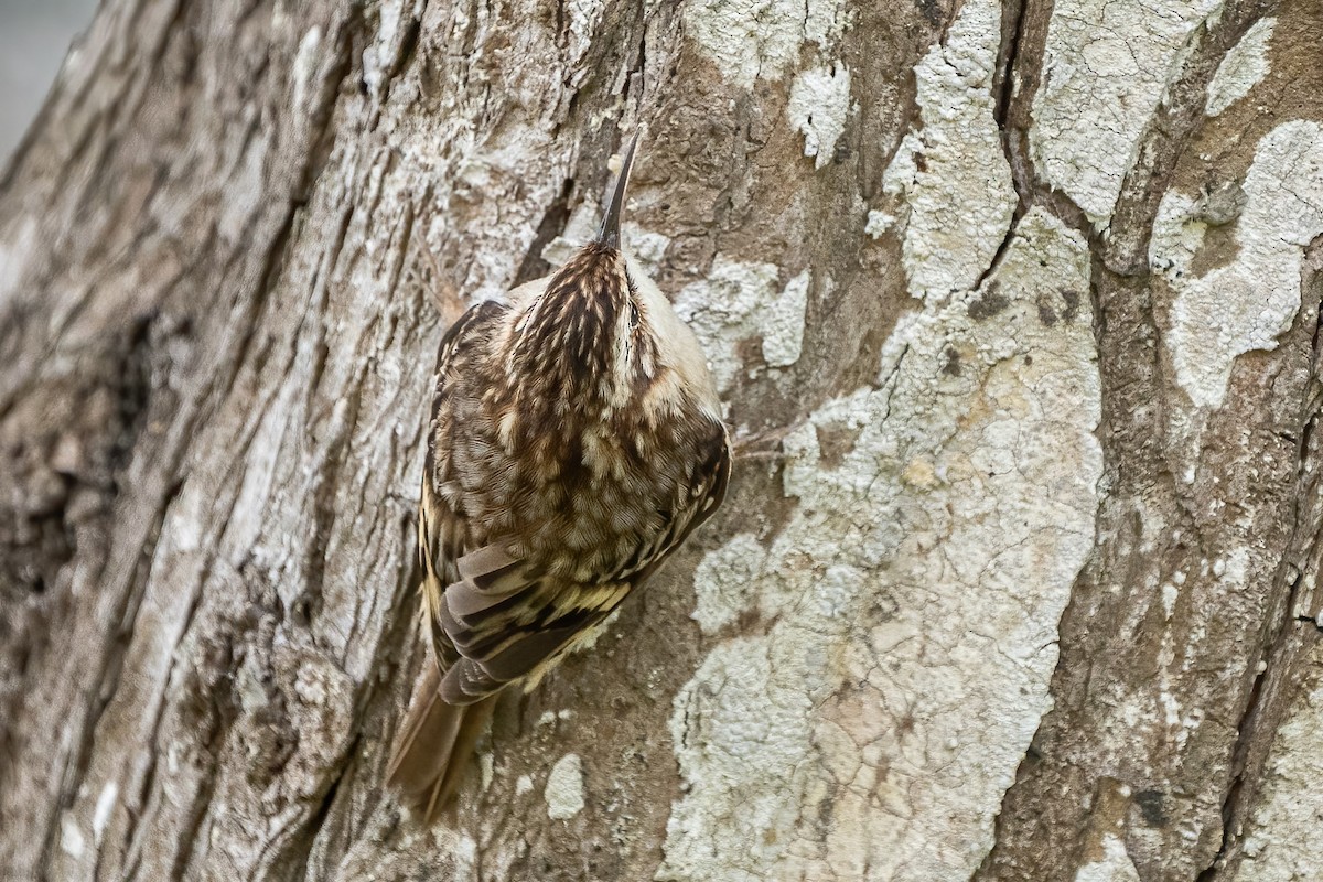 Brown Creeper (occidentalis Group) - ML539925961