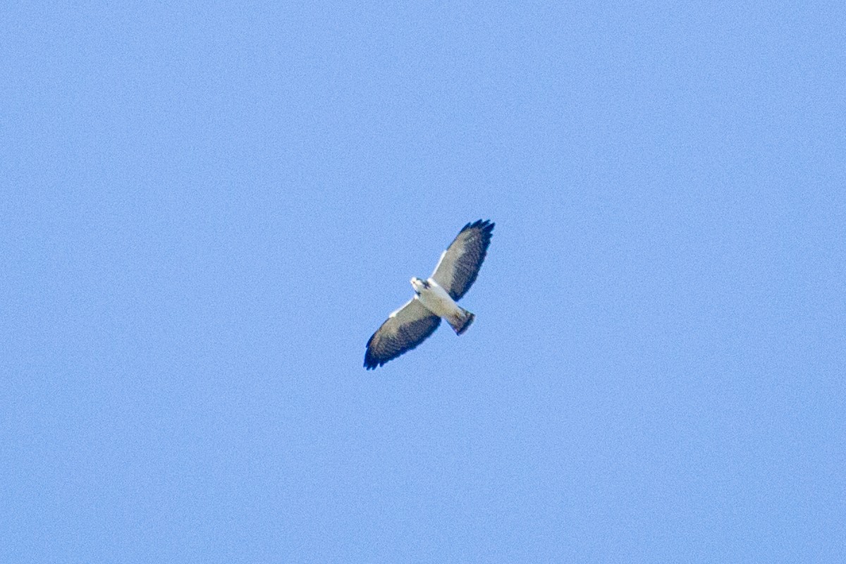 Short-tailed Hawk - ML539928121
