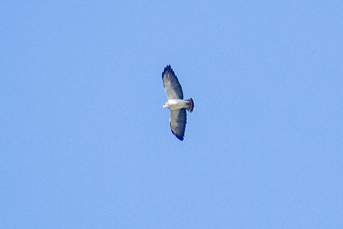 Short-tailed Hawk - ML539928131