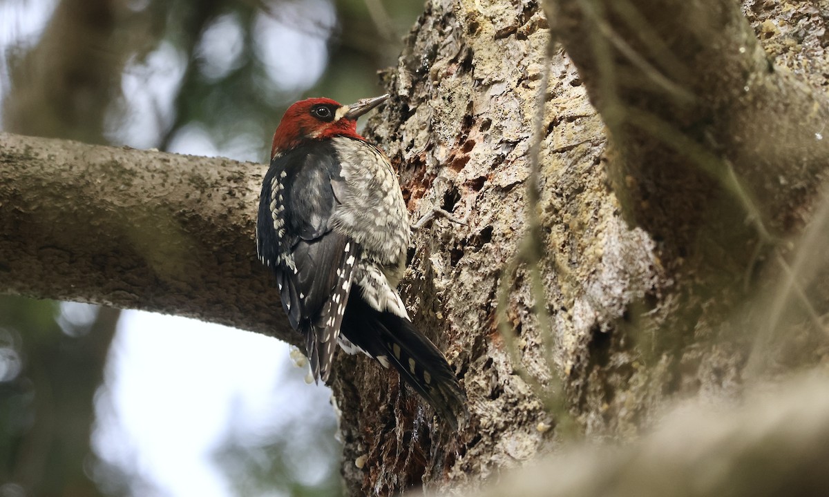 Red-breasted Sapsucker - ML539929261