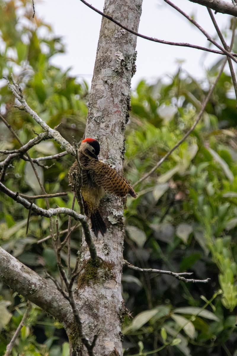 Spot-breasted Woodpecker - ML539931791