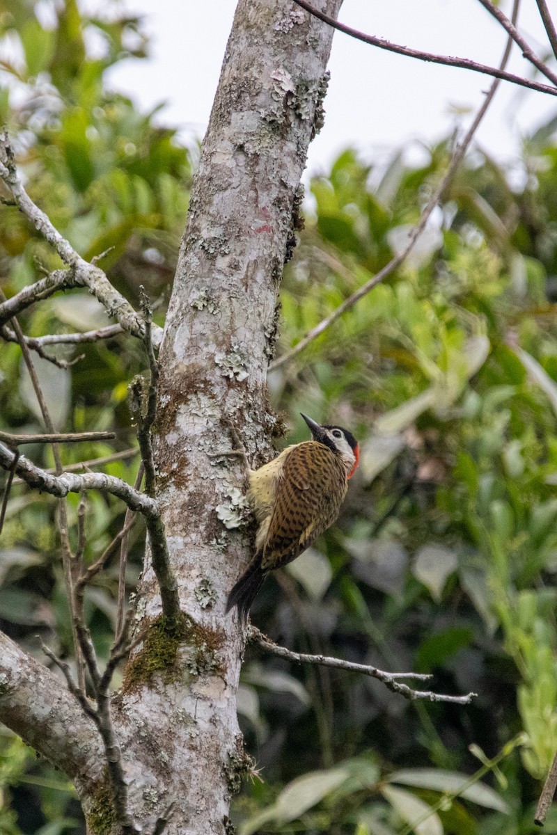 Spot-breasted Woodpecker - ML539931801