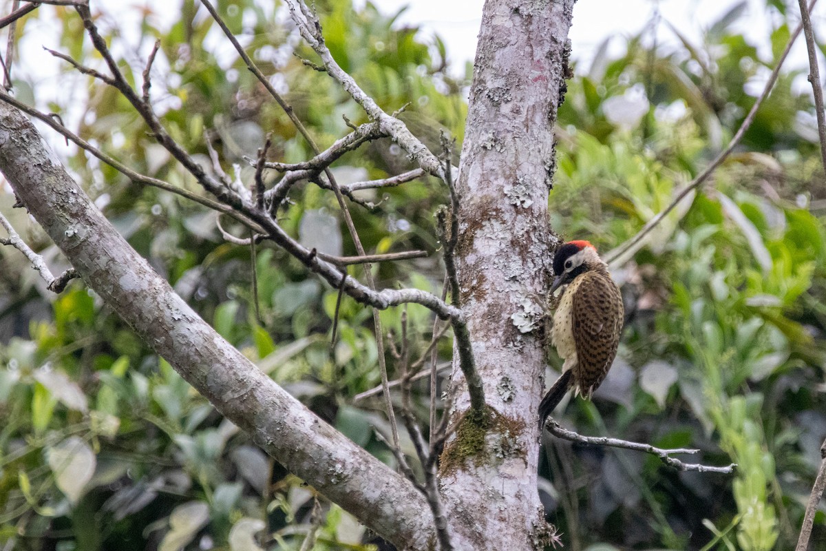 Spot-breasted Woodpecker - ML539931811