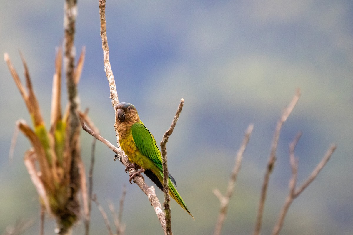 Brown-throated Parakeet - ML539933191