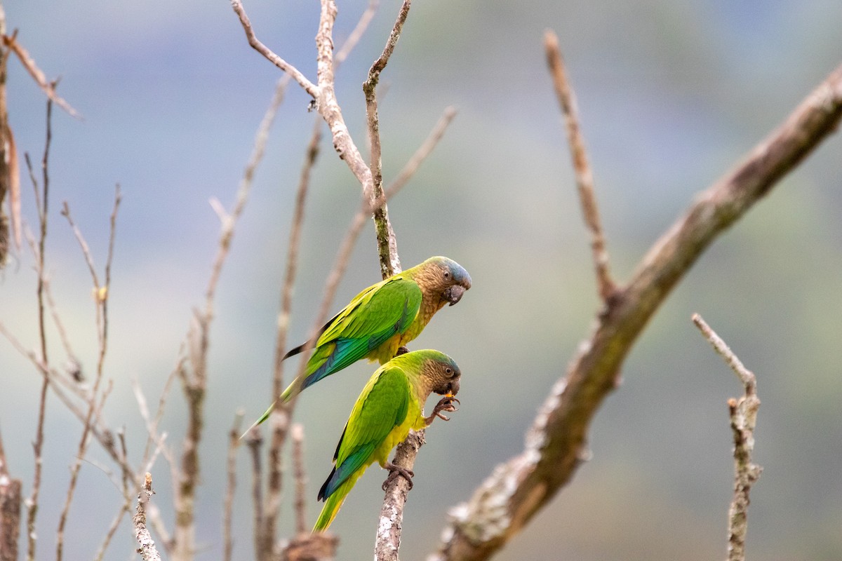 Brown-throated Parakeet - ML539933201