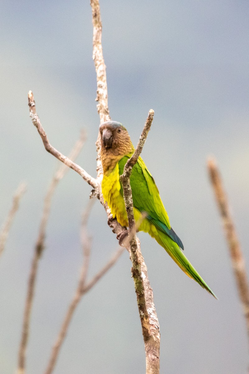 Brown-throated Parakeet - ML539933241