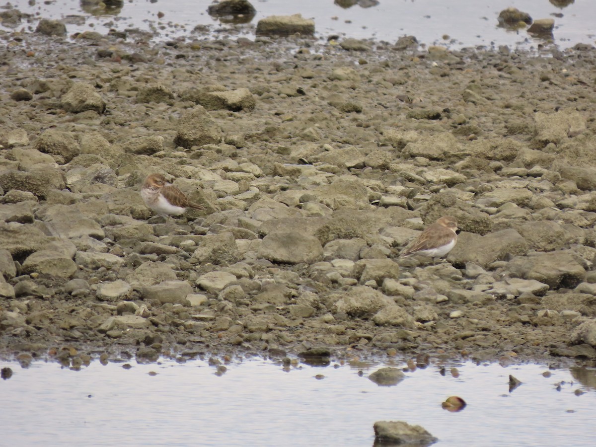 Double-banded Plover - ML539943011