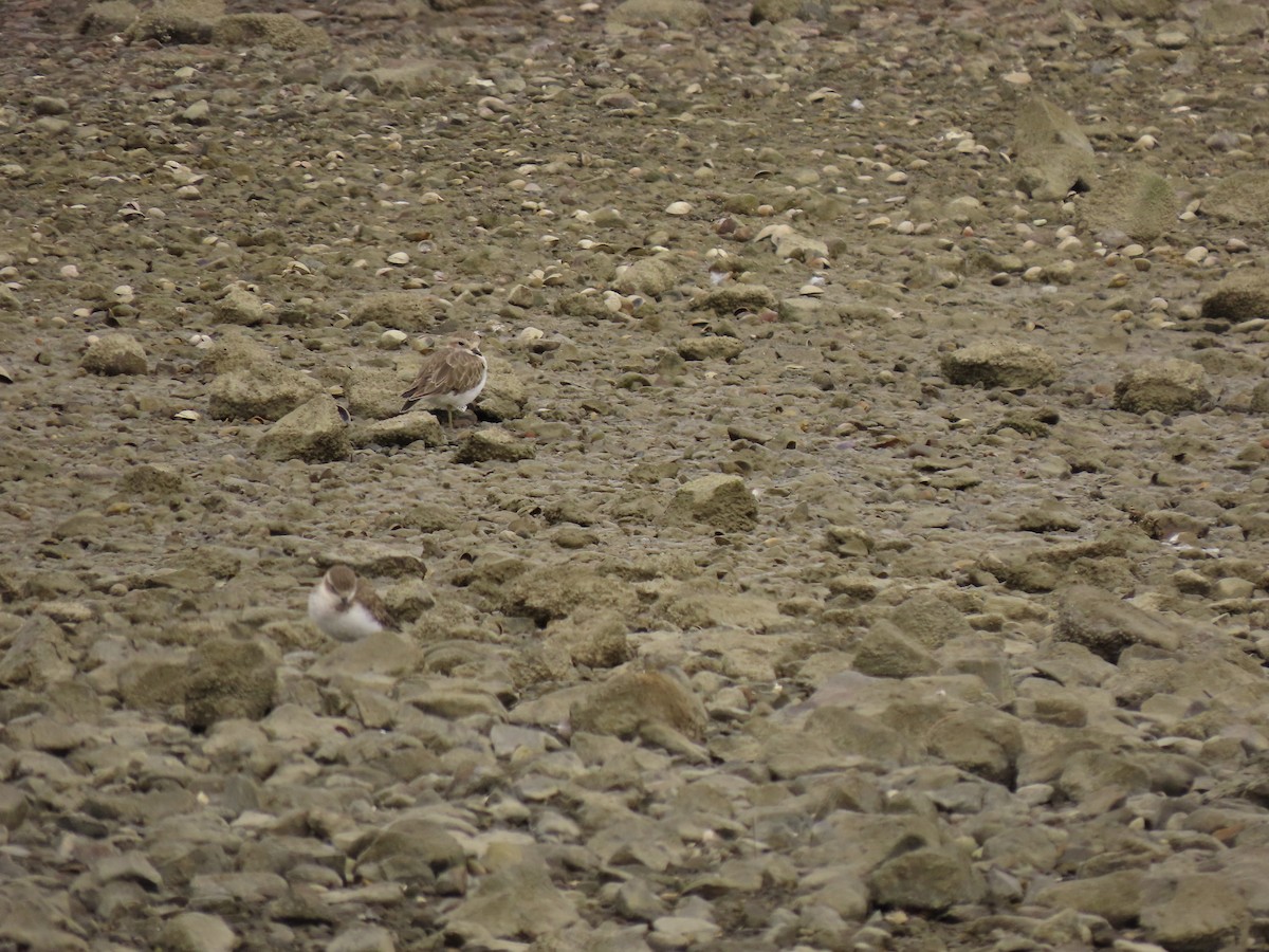 Double-banded Plover - ML539943021