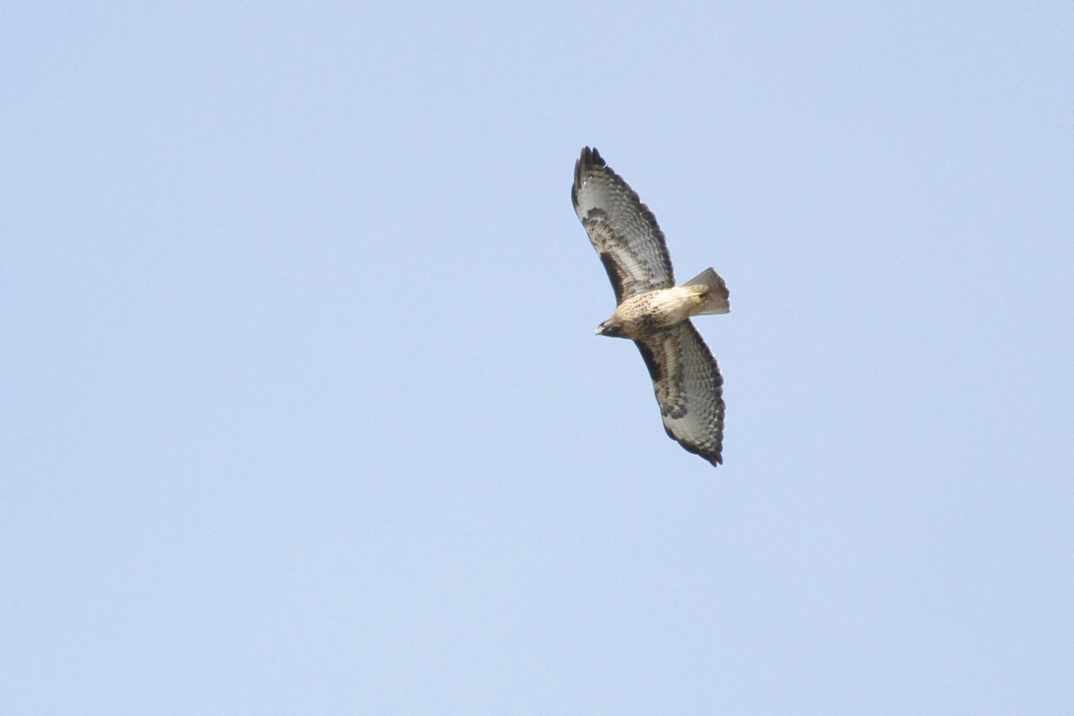 Red-tailed Hawk - ML53994671