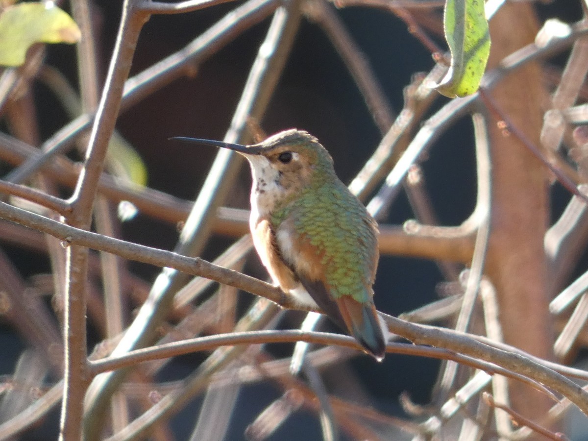 Rufous Hummingbird - ML539950911