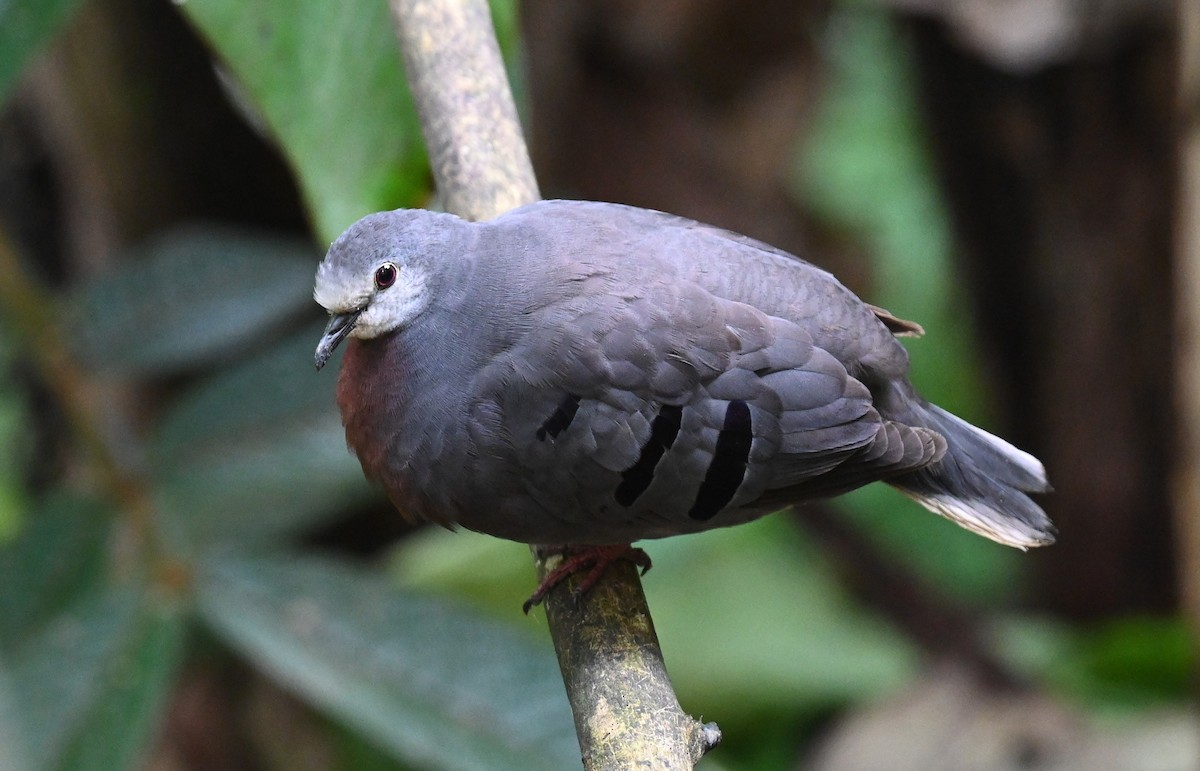 Maroon-chested Ground Dove - ML539955701