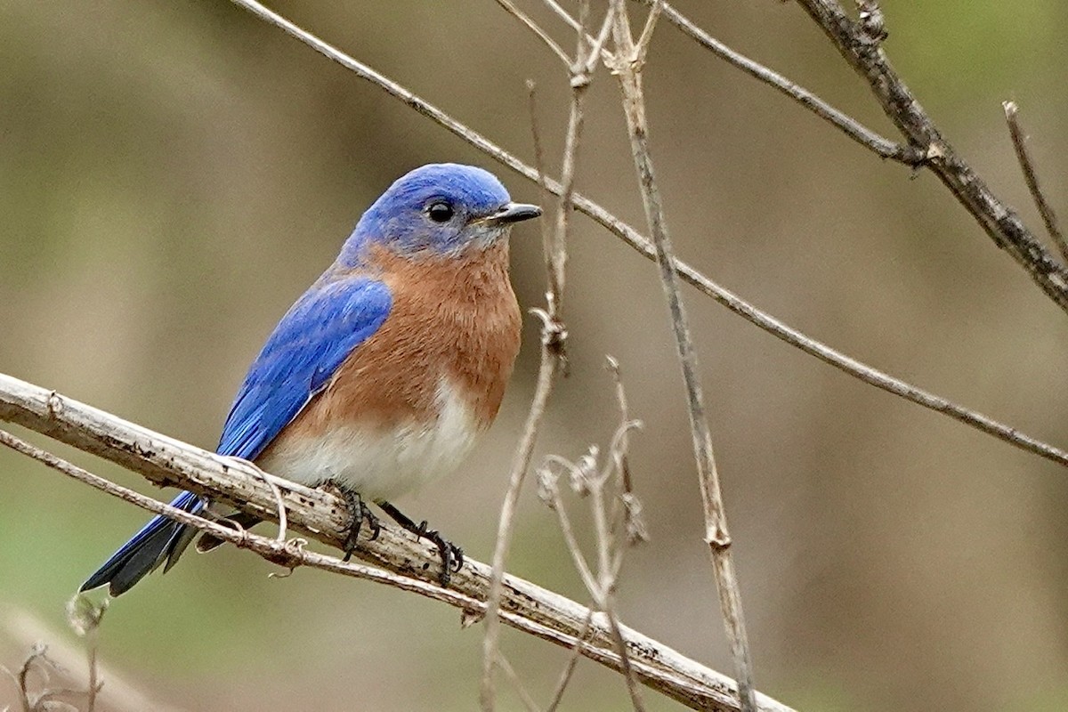 Eastern Bluebird - Fleeta Chauvigne