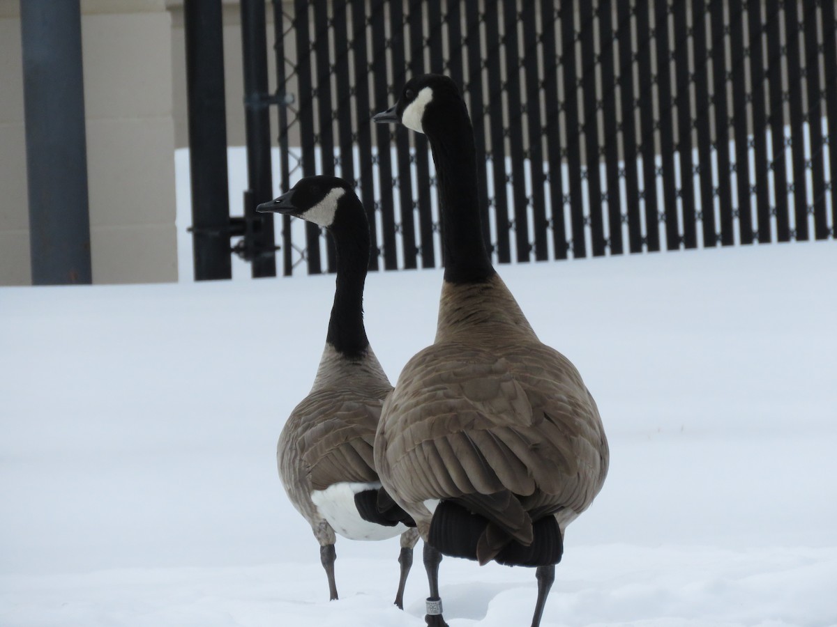 Canada Goose (canadensis Group) - ML539957911